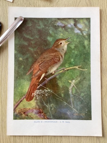 Bird colour print - bird,