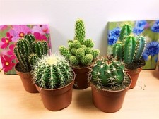 1 LARGE MATURE CACTI CACTUS SUCCULENT OFFICE INDOOR GARDEN PLANT @ 12cm POT