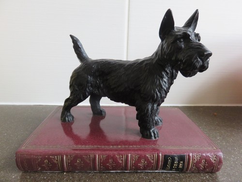 Scottish terrier standing - terrier, of