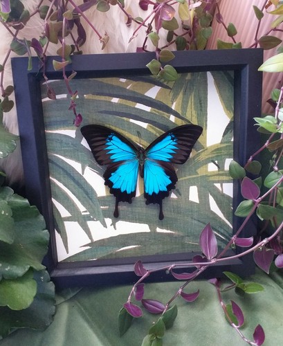Real framed butterfly - real,