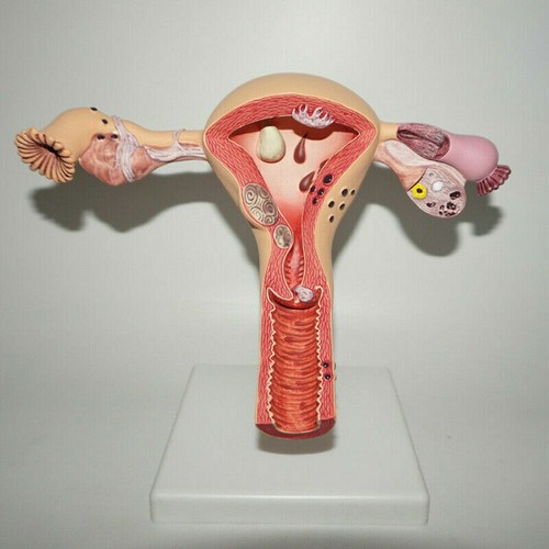 Human female medical anatomy - human,