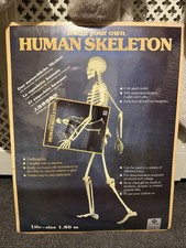 Build Your Own Human Skeleton