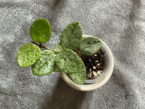 Hoya mathilde splash - hoya,