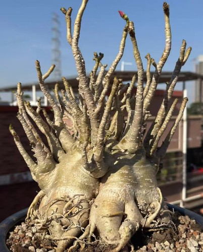 Dia 5cm tall 30cm - tall, adenium