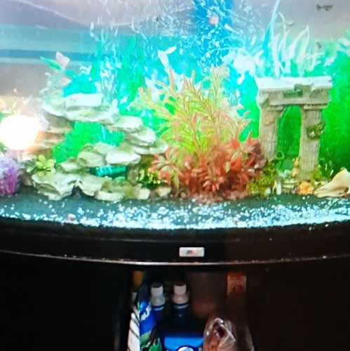 190l bowfront glass aquarium - bowfront,