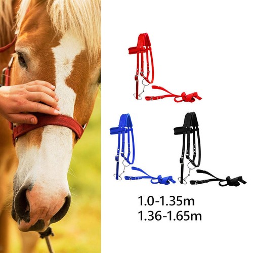 Horse bridle with - horse,