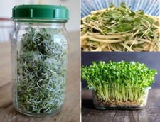 Organic Seeds for Sprouting | Many Types | Sprouts | Healthy | Microgreens