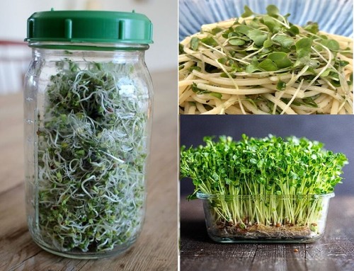 Organic seeds for - organic,
