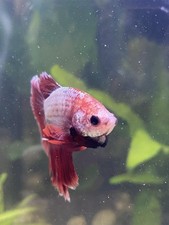 Betta Granules Food 35g |