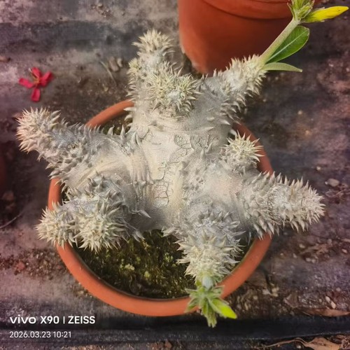 Rare cacti plant - rare,