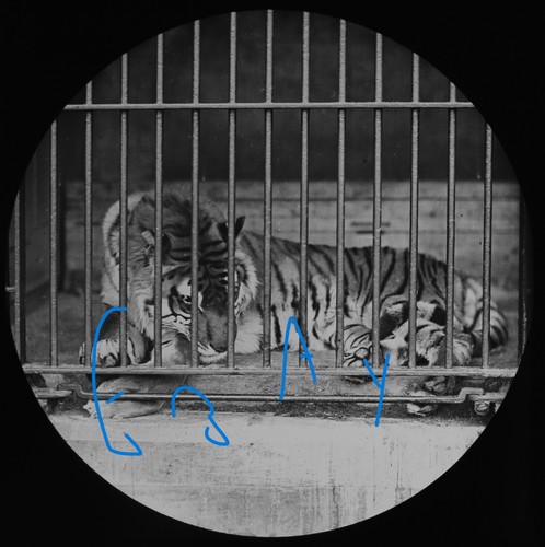Tiger london zoo - zoo, c1878