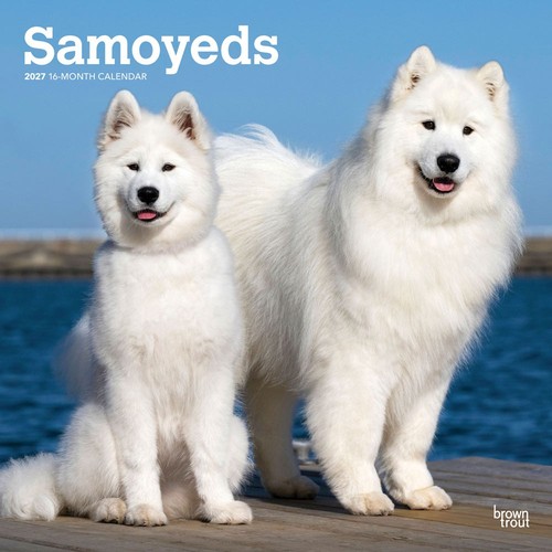 Samoyeds 2027 calendar - 2027,