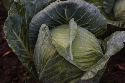 White cabbage plug plants - white,