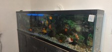 Fish tank aquarium with - with, heater