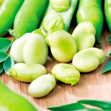 Broad Bean 'Aquadulce Claudia' 1 to 5 Kg  Bulk Vegetable seeds wholesale