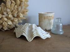 Sea ocean 15cm clam shell - shell, real