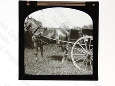 Horse Harnessed Trap Carriage