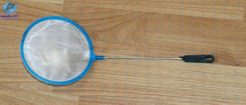 Adult brine shrimp sieve - shrimp, to