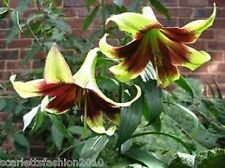 Lilium nepalense Himalayan Lily very rare seed  10 seeds