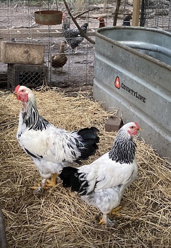 Fertille brahma eggs - fertille,