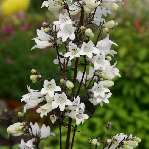 Penstemon husker red plug - red, x3