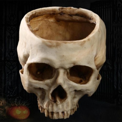 Realistic resin skull - resin,