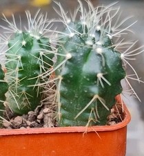 Cactus, Echinocereus knippelianus 2cm
