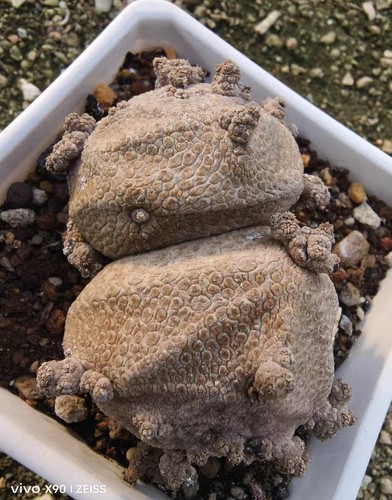 Rare live house plant - live,