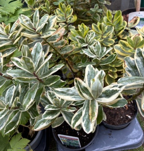 Hebe franciscana variegata - franciscana, 'variegata'