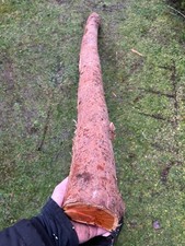 PACIFIC YEW Bow