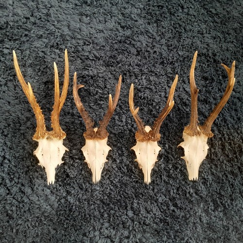 Roe deer heads - ,, antlers
