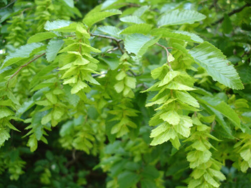 Hornbeam - (carpinus, /
