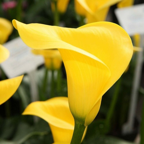 Yellow calla lily - 🌺🌺,