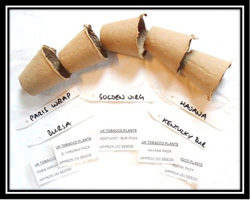 Tobacco multi variety seed - tobacco,