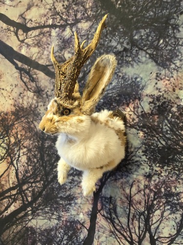 Jackalope taxidermy half - jackalope,