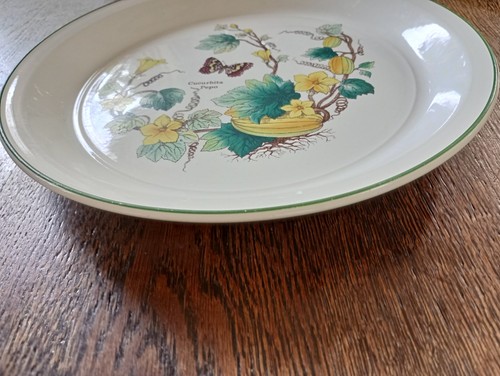 Enoch wedgewood florabunda - enoch,