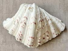 Large hippopus - hippopus,