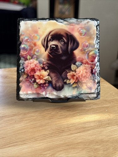Chocolate labrador puppy - puppy, slate