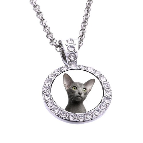 Oriental cat pet silver - oriental,
