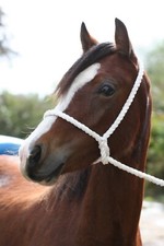 WHITE ROPE HALTER,  IN HAND EQUESTRIAN HEADCOLLAR SHOWING *FREE POSTAGE*