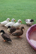 12 call duck hatching eggs