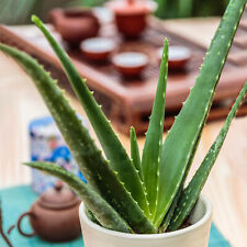 Indoor Aloe Vera Barbadensis for Home or Office (25-35cm Incl. Pot)