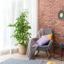 T&M Ficus Benjamina Indoor