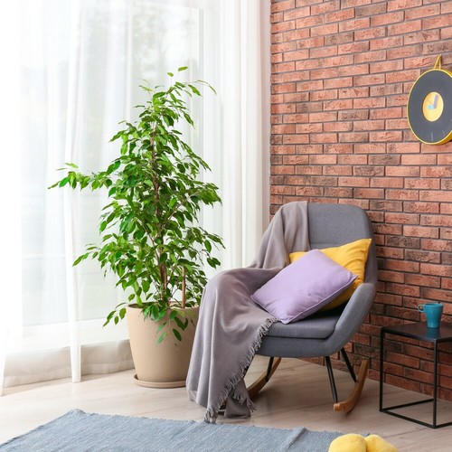 Ficus benjamina indoor - t&m,