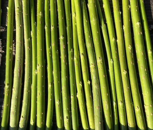 30cm hybrid willow salix - 30cm,