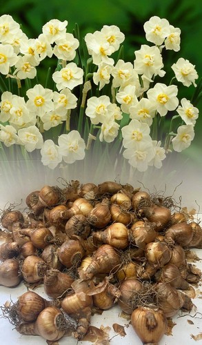 10kg white cheerfulness double - 10kg,