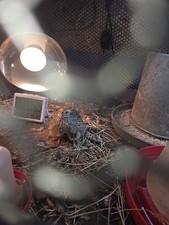 Painted Quail Eggs  Eating.  75% Rates