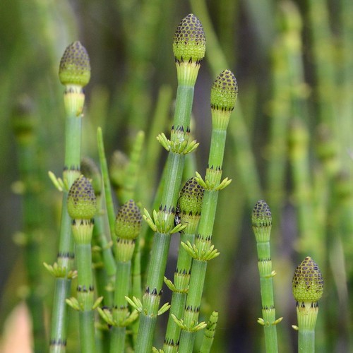 Equisetum fluviatile pond - fluviatile,