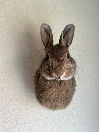 Taxidermy rabbit mask - rabbit, is