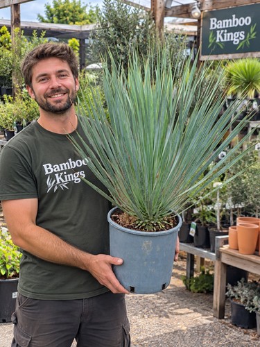 Blue swan yucca rostrata - rostrata, plant